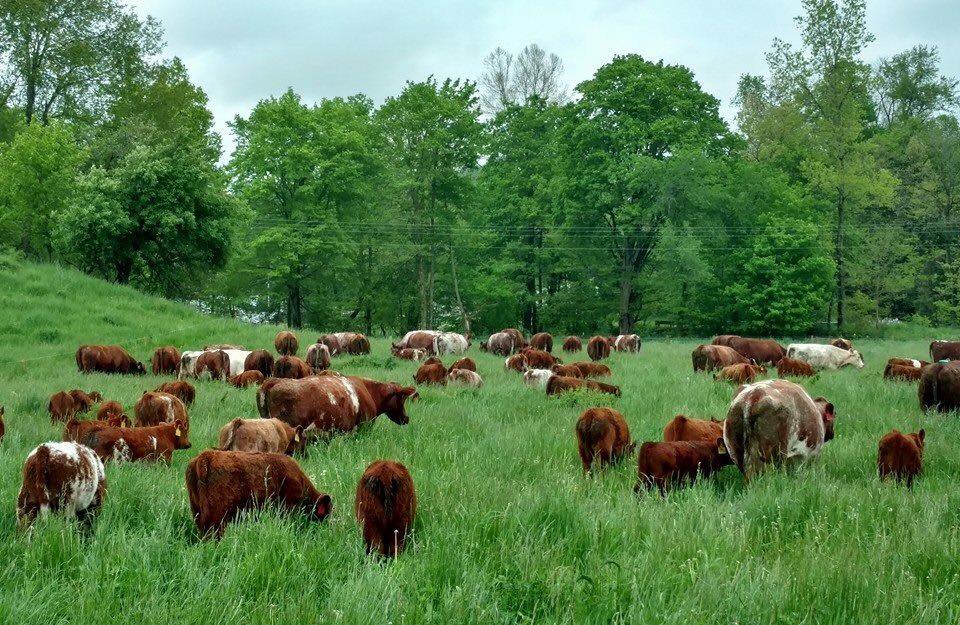 Free Pasture Walk for learning Pasture Management