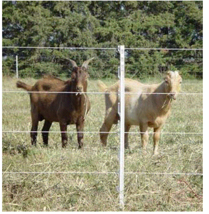 Fence charger for goats