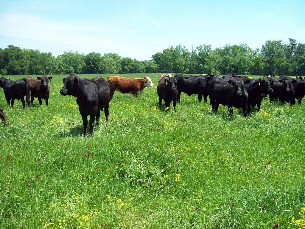 Black Friday / Cyber Monday Deals for Farmers and Ranchers