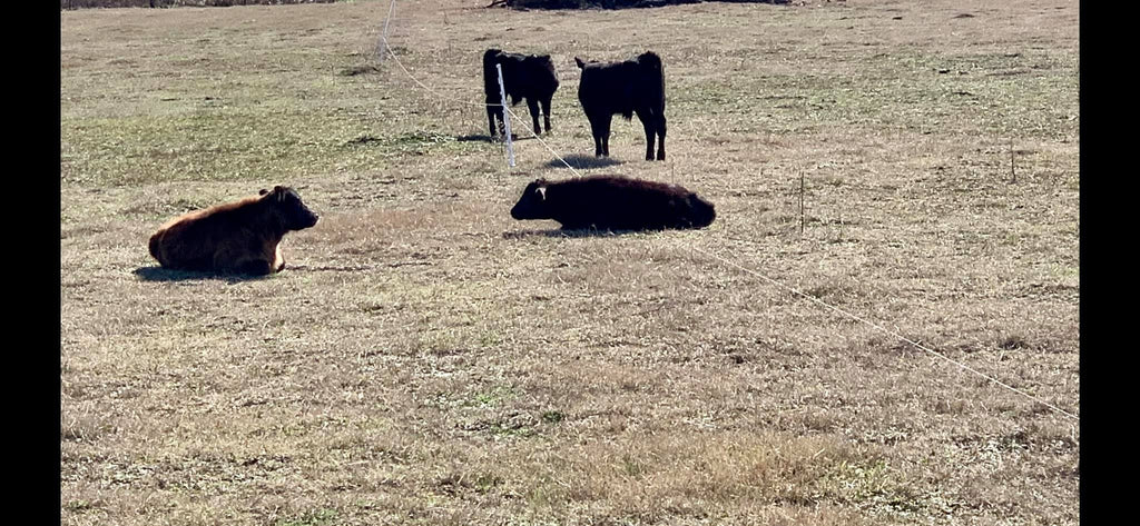 Cheap Electric Fence Tester - Homemade Cattle Fence Checker