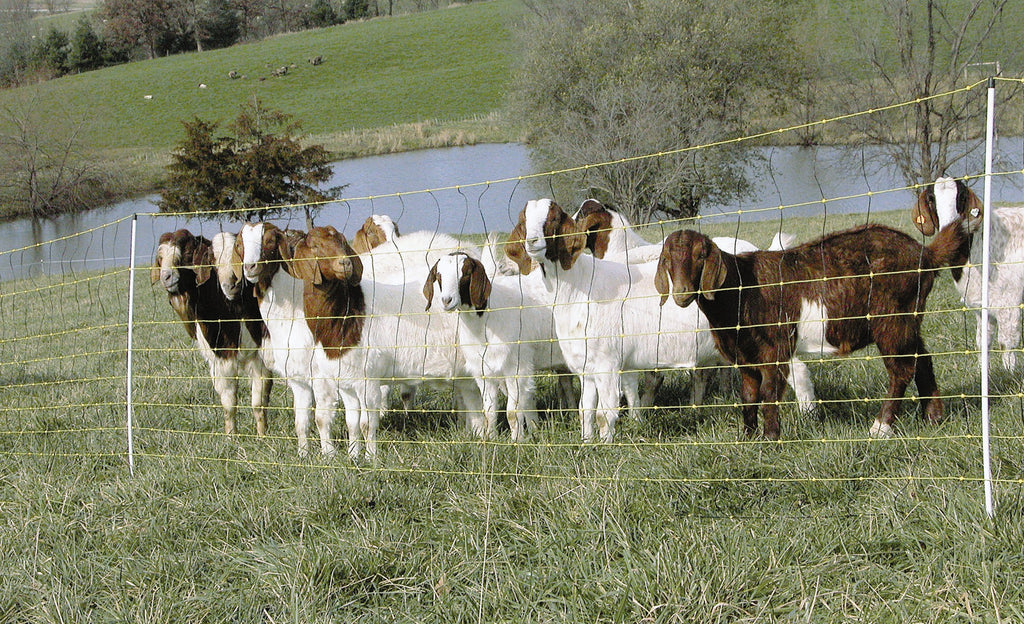 Multispecies Grazing: Management Techniques and Electric Fence