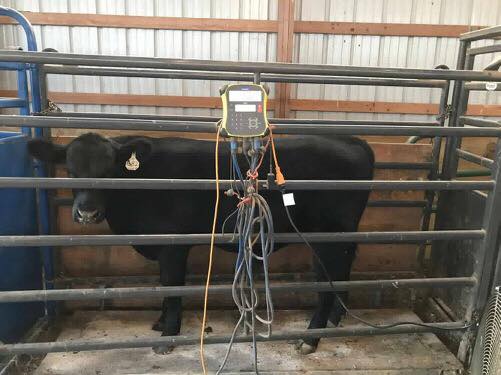 How to choose portable vs permanent Cattle scales