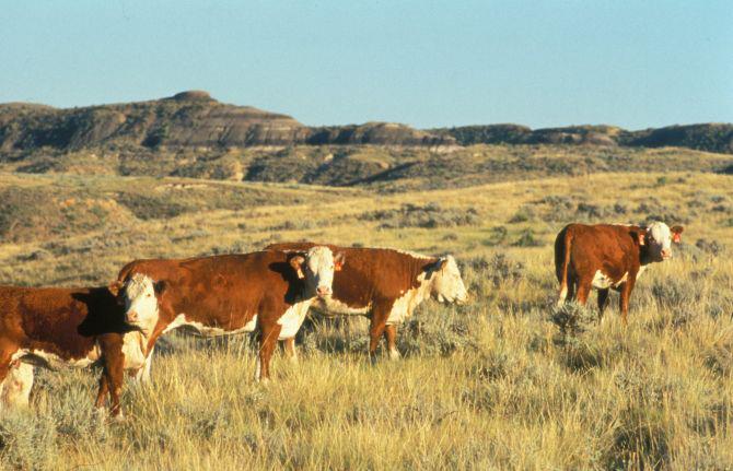 Three livestock grazing principles you need to know about this year!