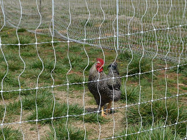 Will an Electric Fence Stop Coyotes From Attacking Chickens?