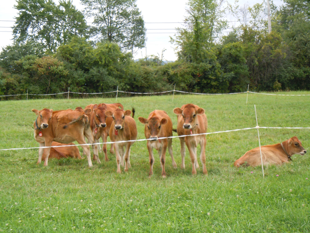 VA livestock fencing program sees jump in sign-ups