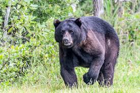 Speedrite Fence Chargers VS Black Bear