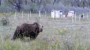 Wild Animals, Wildlife, Bears, and Electric fence systems