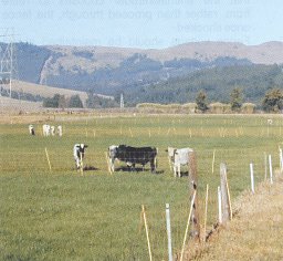 Rotational Grazing | How we do it on the farm with electric fence