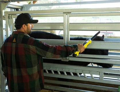 TruTest SRS2 Stick Reader being used at cattle ranch to ID Livestock in Chute